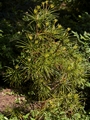 Sciadopitys verticillata Sośnica japońska